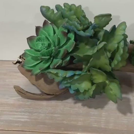 Succulent Driftwood Arrangement