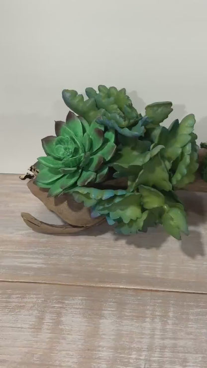 Succulent Driftwood Arrangement